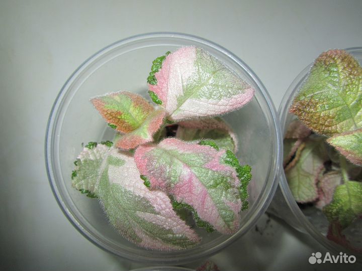 Акварельная эписция Noid