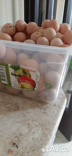 Инкубационное яйцо цесарки