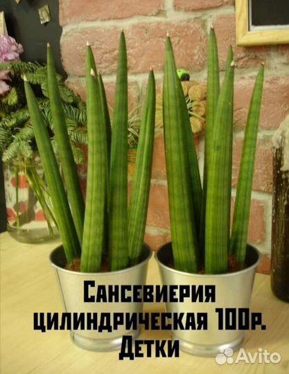 Сансевиерия цилиндрика
