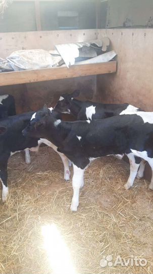 Бычки на откорм. Телочки на племя