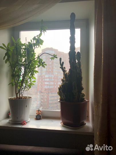 Кактус молочай