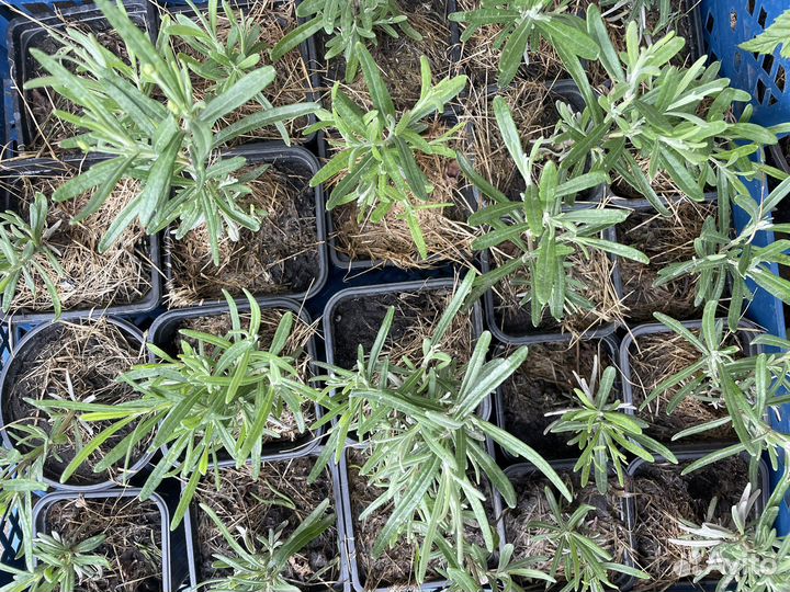 Лаванда саженцы