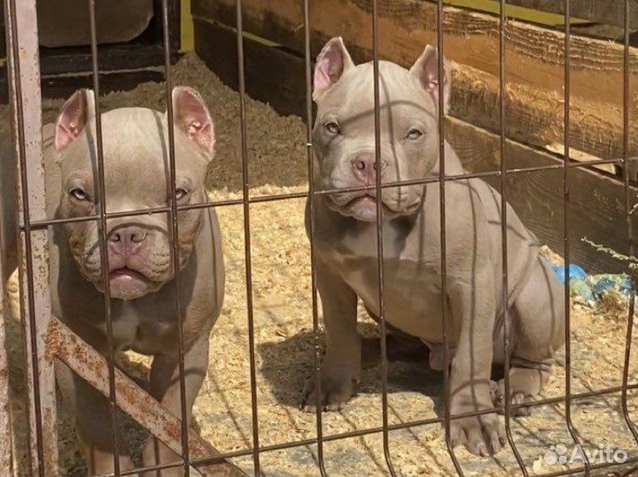 Американский булли - красивые мальчишки