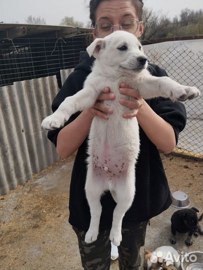 Щенки в поиске дома