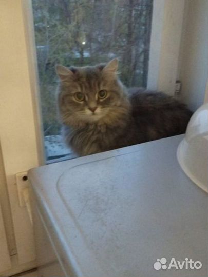Кошка в добрые руки бесплатно