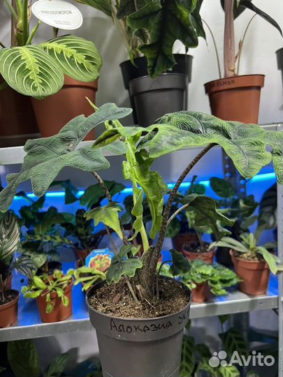 Алоказия Жаклин