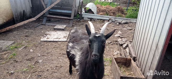 Коза и козёл на мясо. 6 тыс без торга