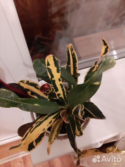 Кротон мамми