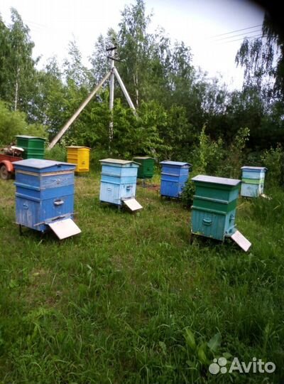 Пчелы пасека