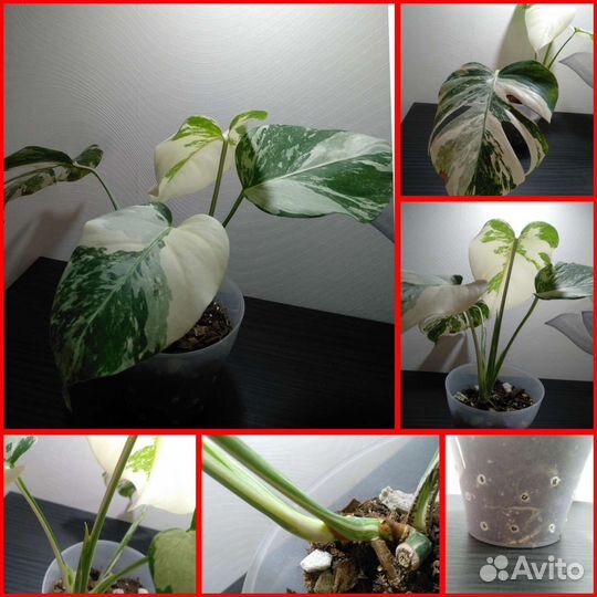 Монстера вариегатная альба