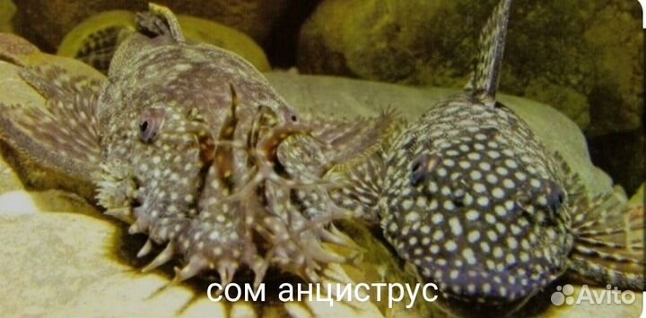 Аквариумные рыбки