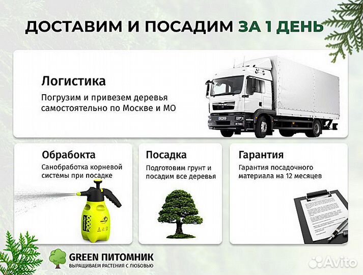 Деревья крупномеры