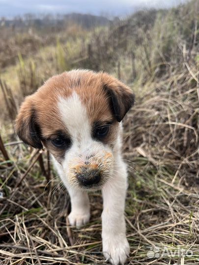 Собака в добрые руки щенок (девочка) даром