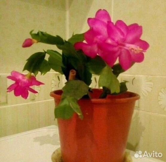 Рипсалидопсис,Шлюмбергера,декабрист