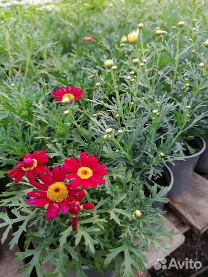 Аргерантемум