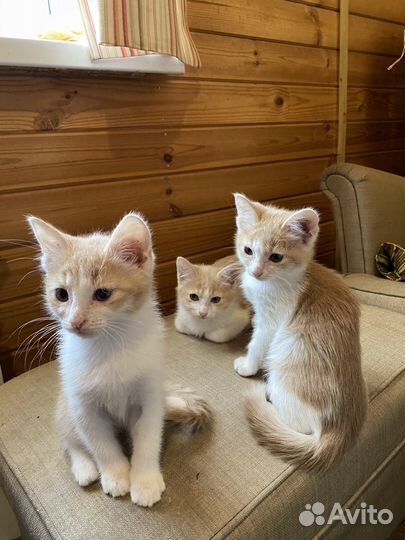 Котята в добрые руки