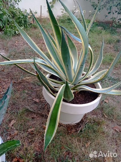 Агава голубая (текильная) и агава американская