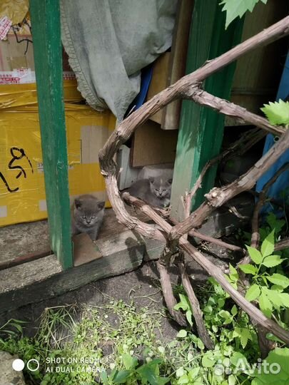 Отдам подарю бесплатно