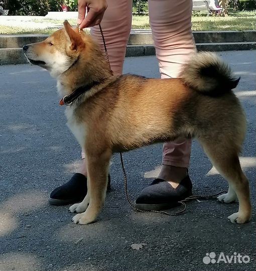 Сиба ину щенкиЖдут Вас