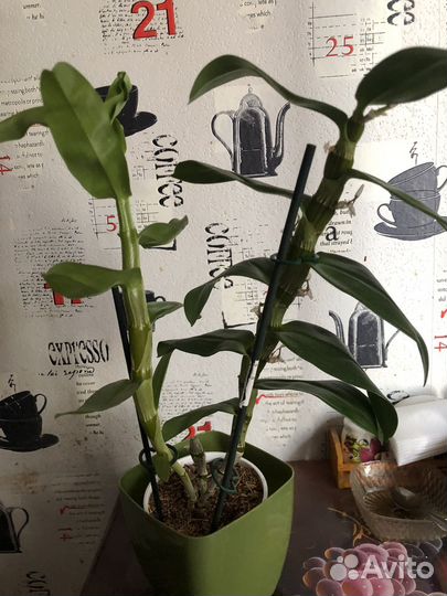 Орхидея дендробиум нобиле