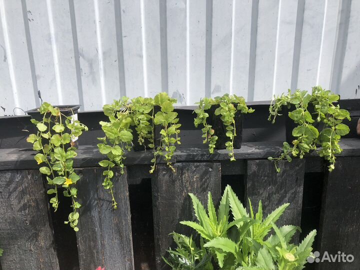 Многолетние цветы