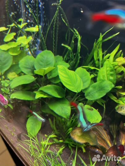 Аквариумные растения