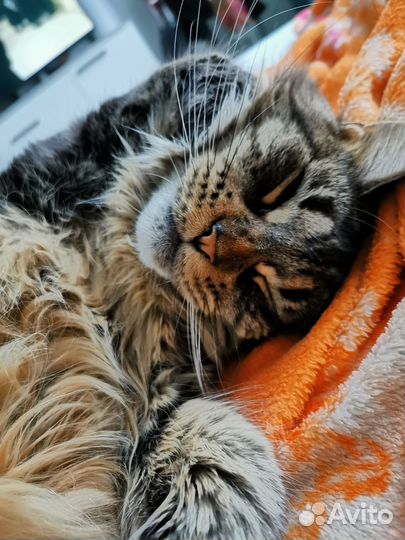 Отдам в добрые руки кошку