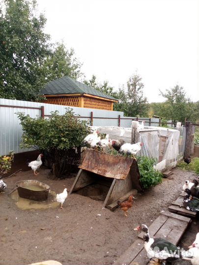 Молодые петушки