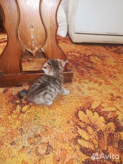 Котята в добрые руки бесплатно, начал кушать сам