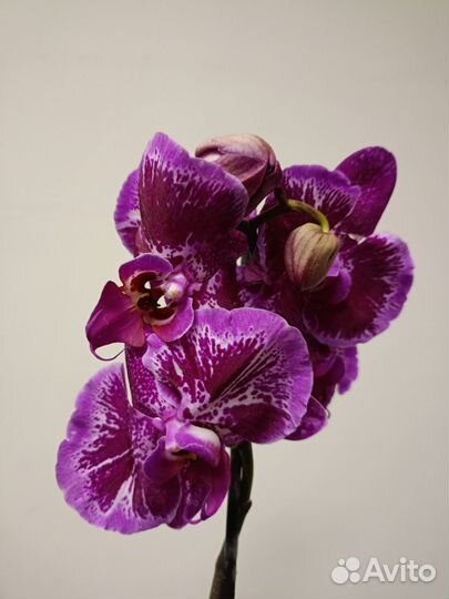 Орхидея фаленопсис