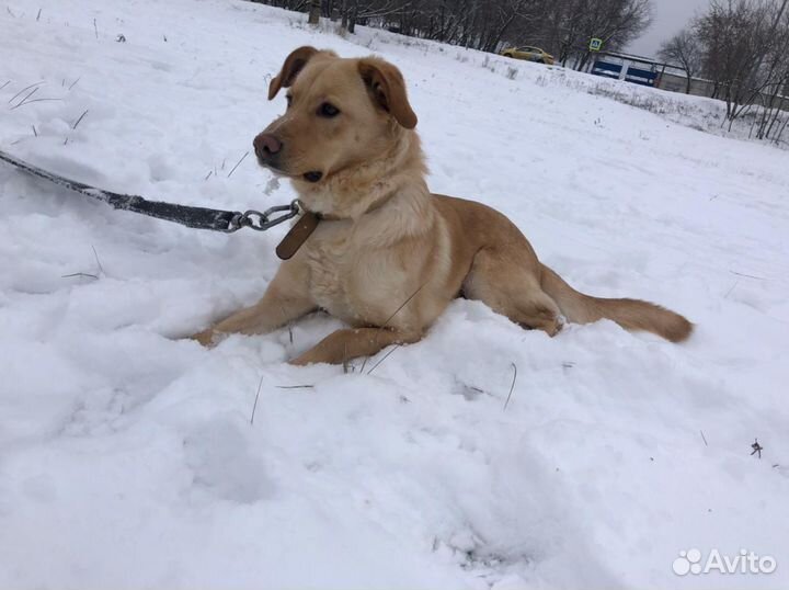 Чудная девочка из приюта ищет дом