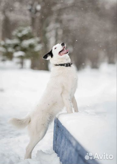 Собака из приюта