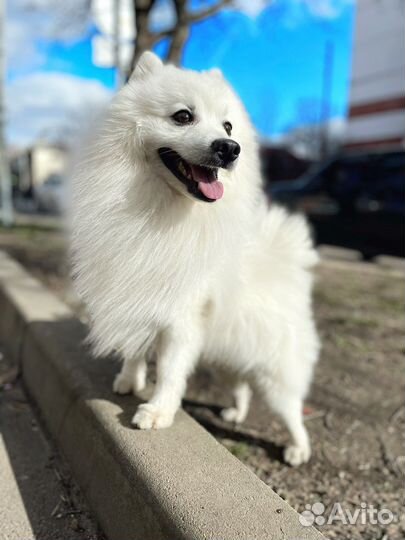 Японский шпиц вязка