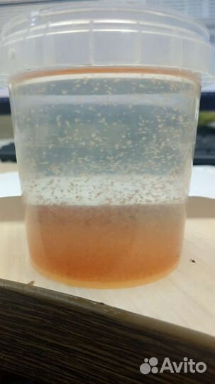 Живые корма для аквариумных рыб