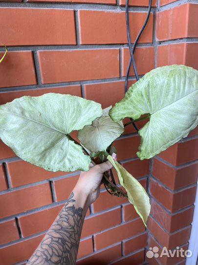 Сингониум Данг нувен