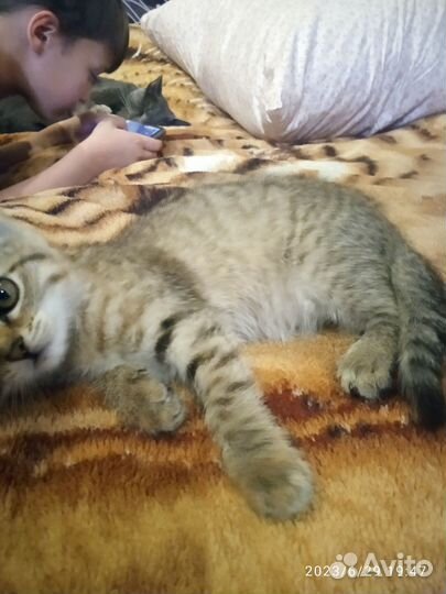 В добрые руки