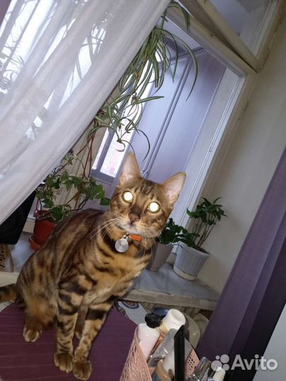 Передержка кошек на время отпуска