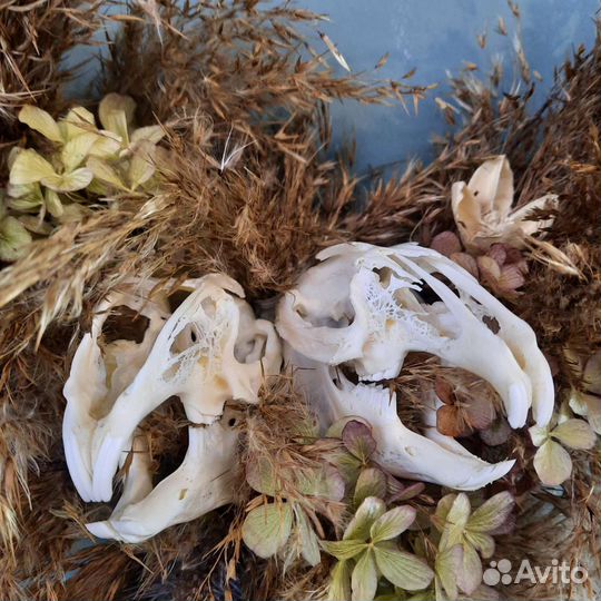 Венок из сухоцветов и черепов кроликов