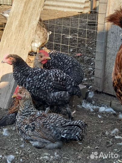 Петушки на племя