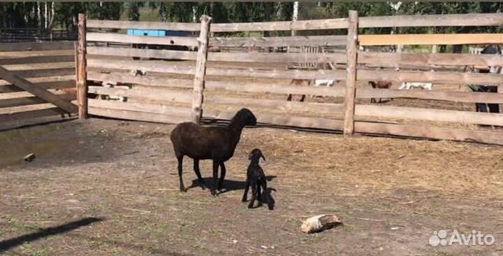 Стадо баранов