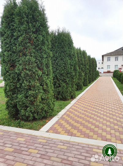 Туя для дома Колумна. Качество