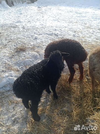 Курдючные овцы, бараны, ярки