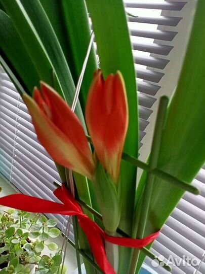 Комнатные цветы