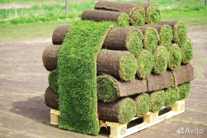 Газон рулонный