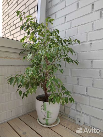 Фикус Бенджамина