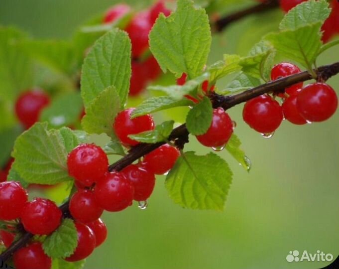 Войлочная вишня