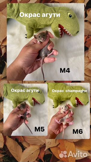 Крысята дамбо мини от домашнего питомника