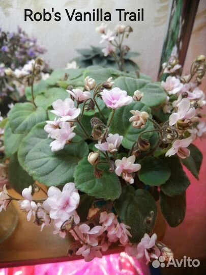 Фиалка мини и трелеры