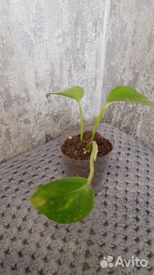 Сциндапсус Золотистый