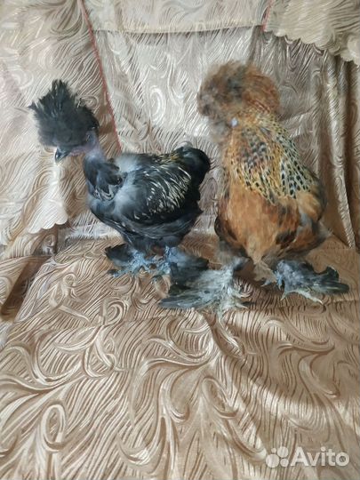 Шелковая курочка и петушок сизли